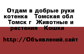 Отдам в добрые руки котенка - Томская обл., Томск г. Животные и растения » Кошки   